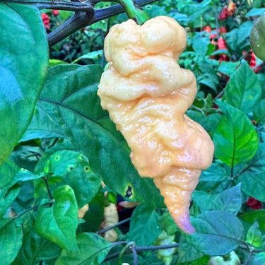 Reaper Sbagliato Purple Peach - Seeds - The Pepper Pantry (Formerly Marie Sharp's)